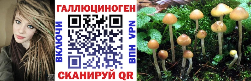 Псилоцибиновые грибы Cubensis  Валуйки 